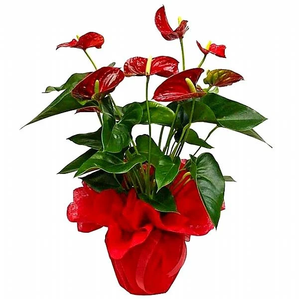 Antoryum - Naturel Çiçekçilik