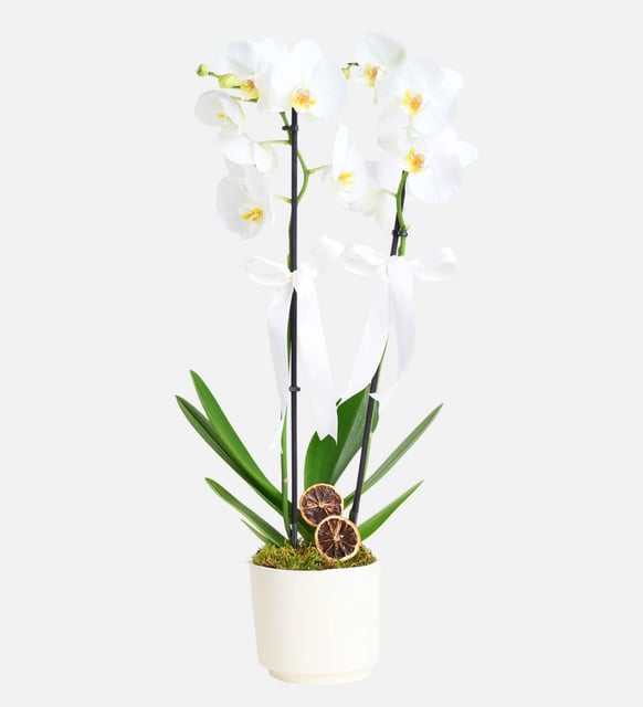 Çift Dal Beyaz Orkide - Naturel Çiçekçilik