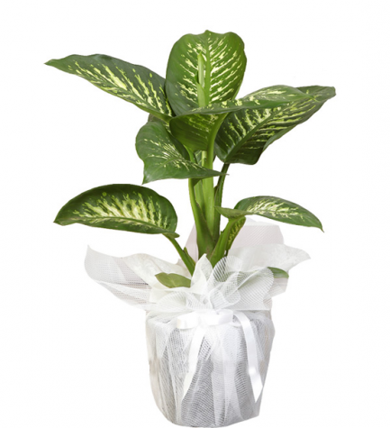 Difambahya - Naturel Çiçekçilik