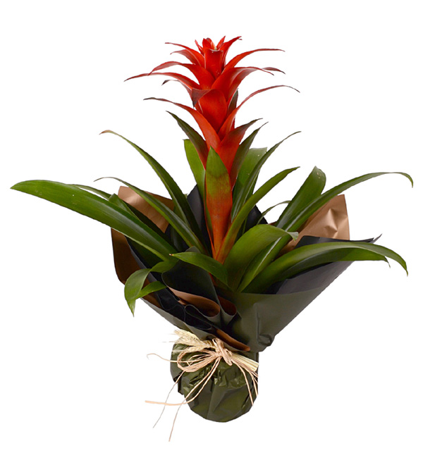 Guzmanya - Naturel Çiçekçilik